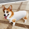 Custom Pet Vest