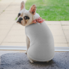 Custom Pet Vest