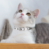 Custom Adjustable Pet Collar With Metal Buckle And D Ring