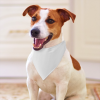 Pet Scarf